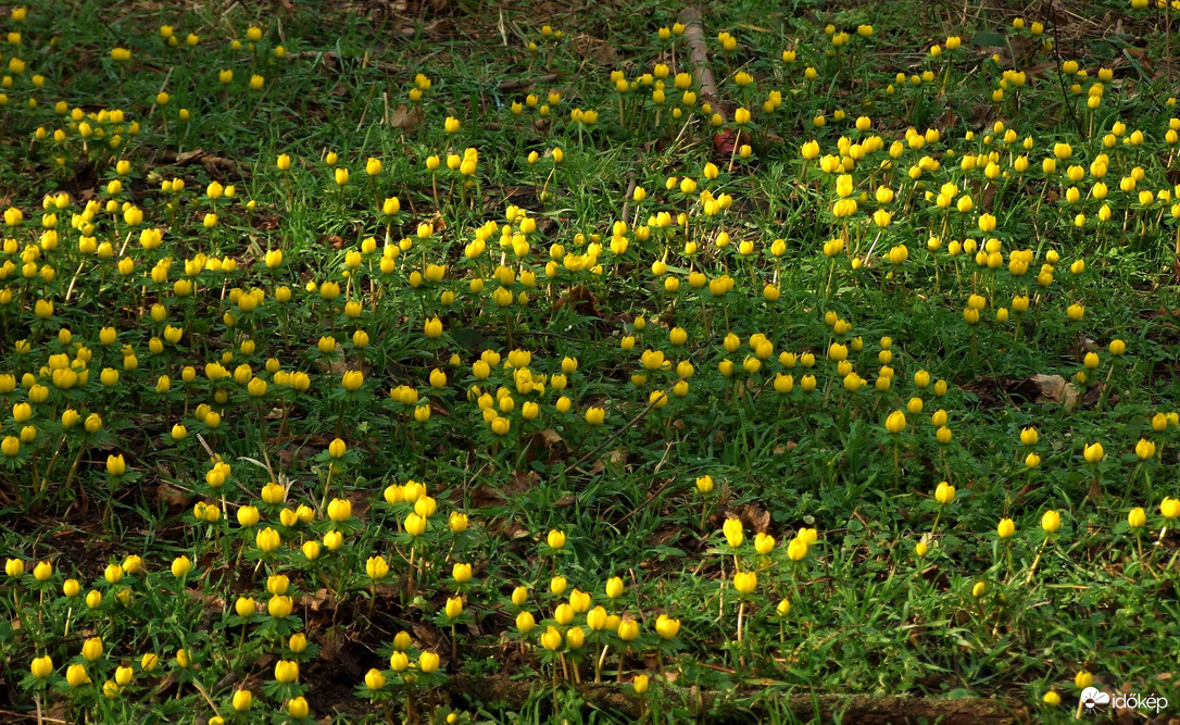 Virágszőnyeg - téltemetők a Gellért-hegyen 