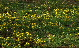 Virágszőnyeg - téltemetők a Gellért-hegyen 