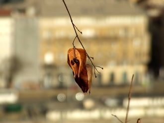 Belógott a városképbe :)  