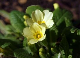 Bújnak az első kerti virágok is 