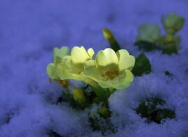 Hóból is megárt a sok :) 