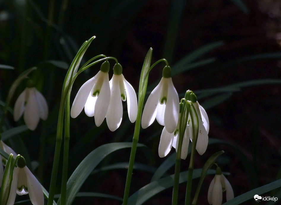 Hóvirágok délelőtti napfényben 