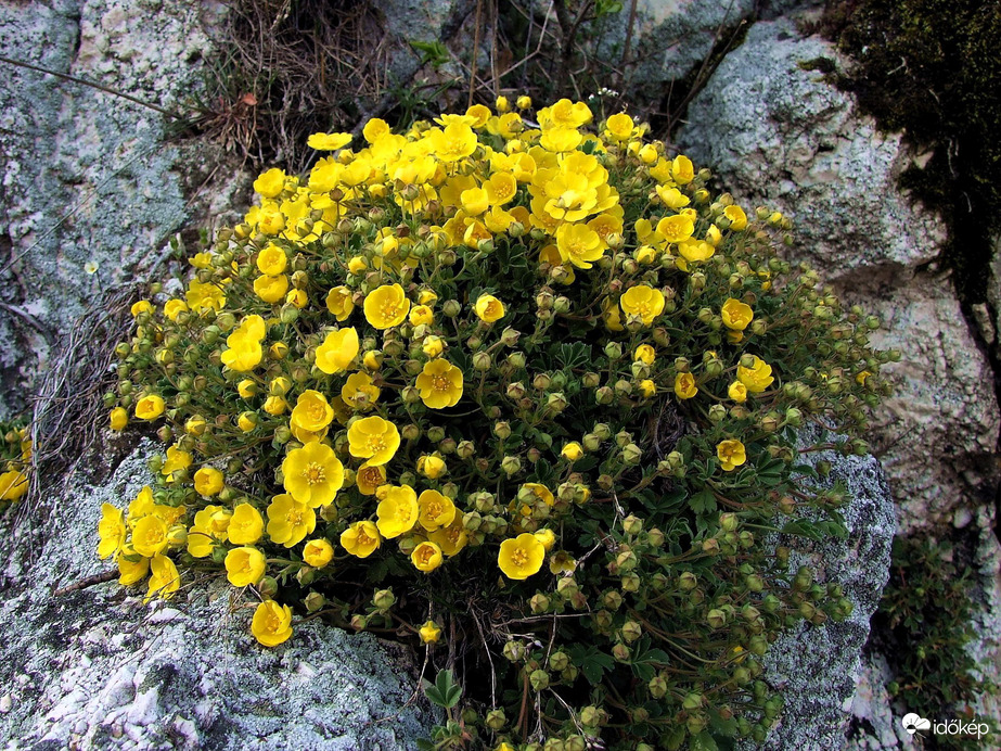 Budaörstől Csillebércig 