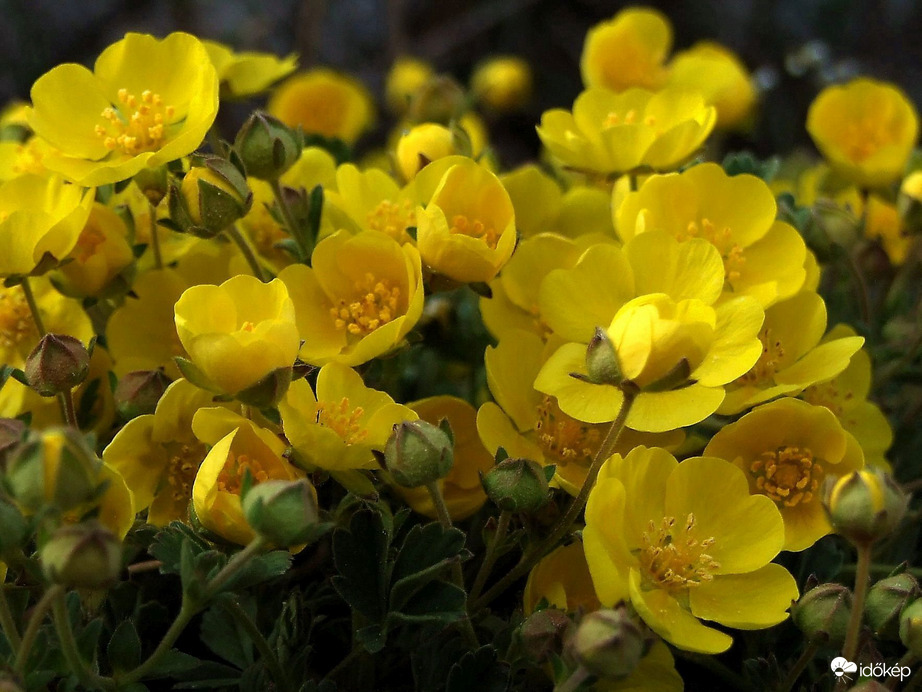 Budaörstől Csillebércig 