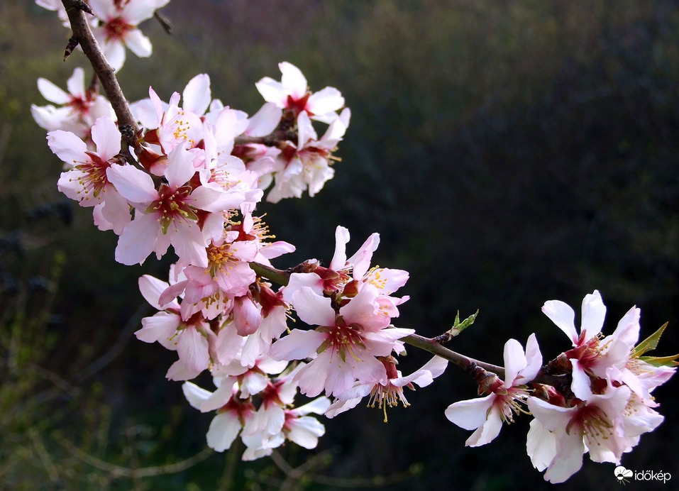 Budaörstől Csillebércig 