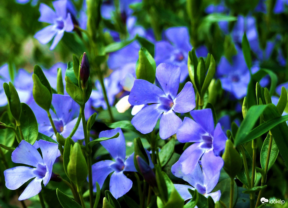 Budaörstől Csillebércig 