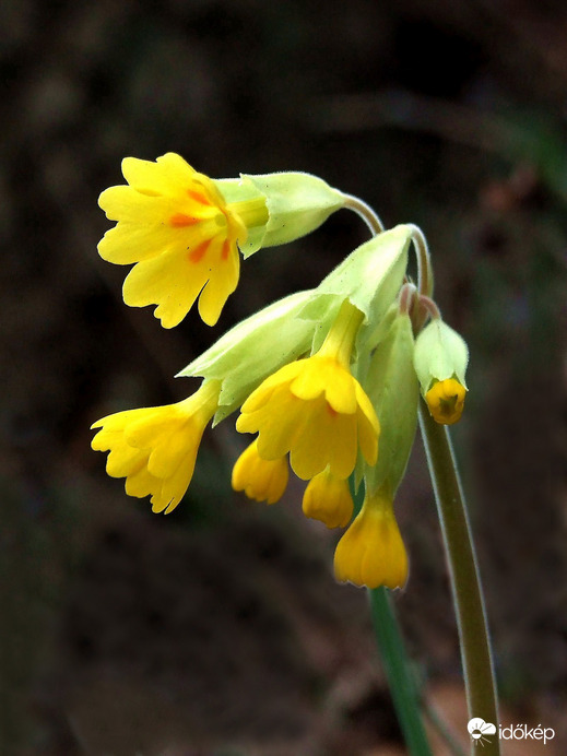 Budaörstől Csillebércig 