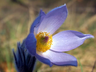 Ittmaradt hírmondónak