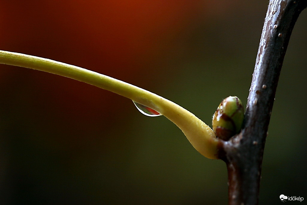 Ősszel, erdei csendben 