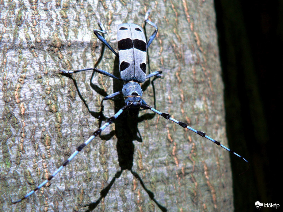 A terület őrzője :)) (Havasi cincér)