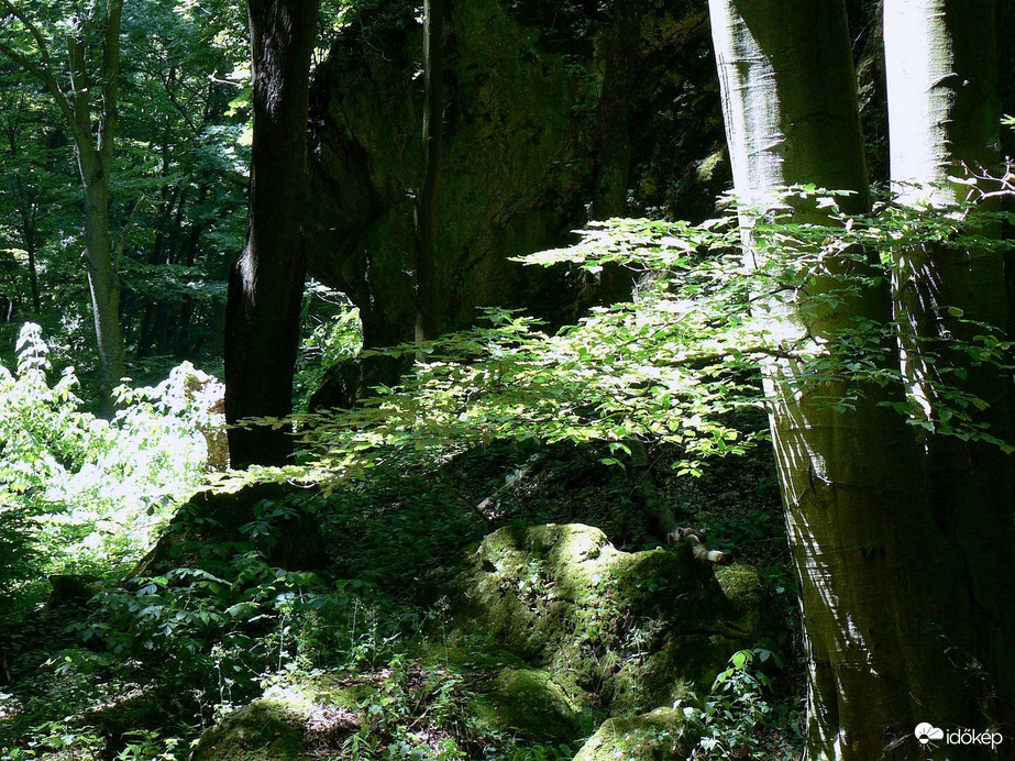 Árnyas erdőben