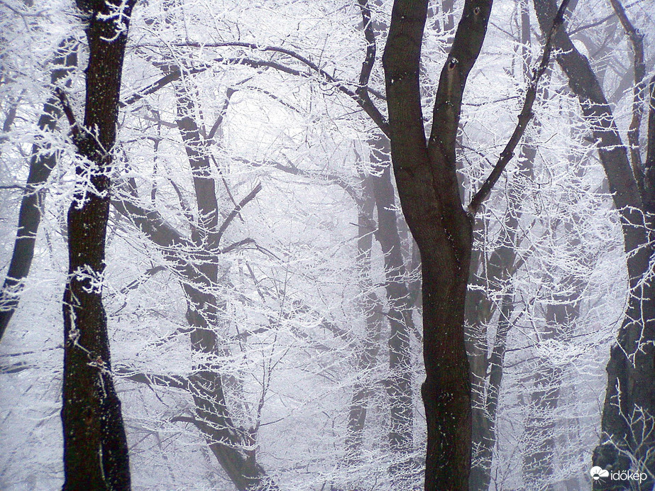 Zúzmarás fák körtánca :) 