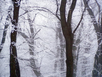 Zúzmarás fák körtánca :) 