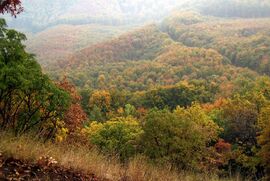 Nyúlós, ködös időben 