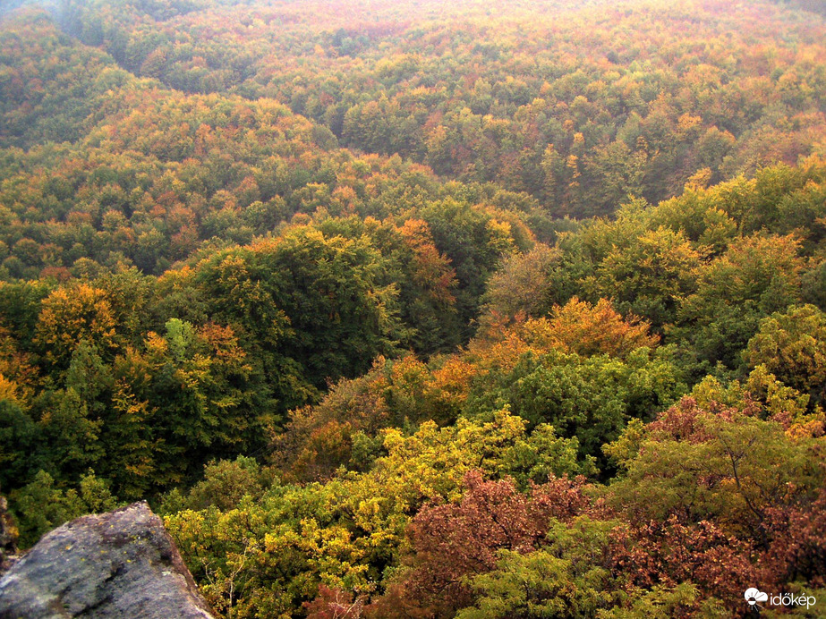 Keresztutak az erdőben 