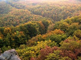 Keresztutak az erdőben 