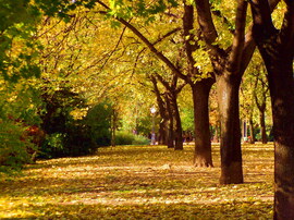 Novemberi napsütés 