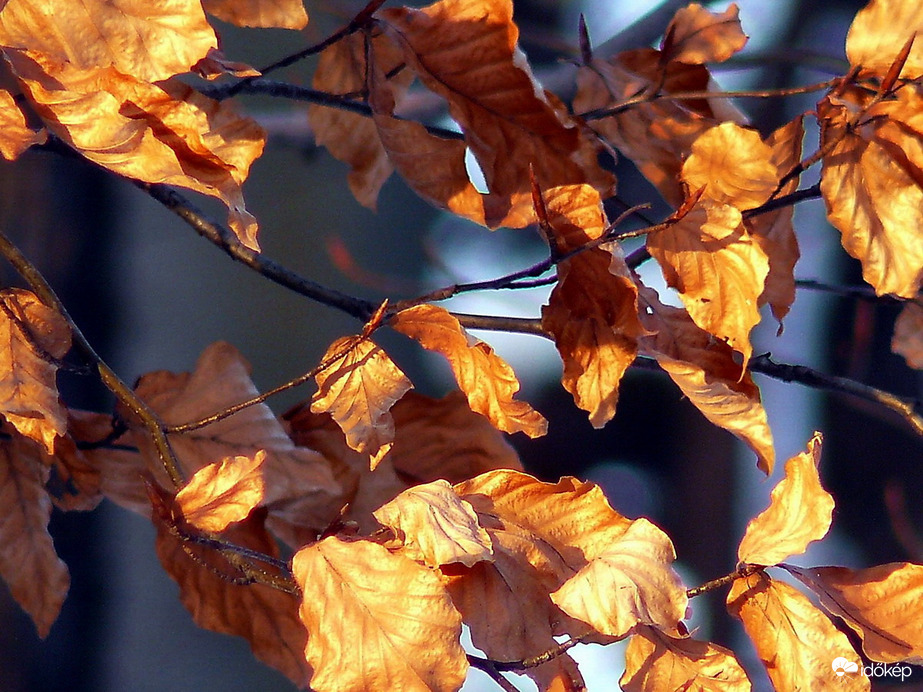 Őszi levelek téli fényben :) 