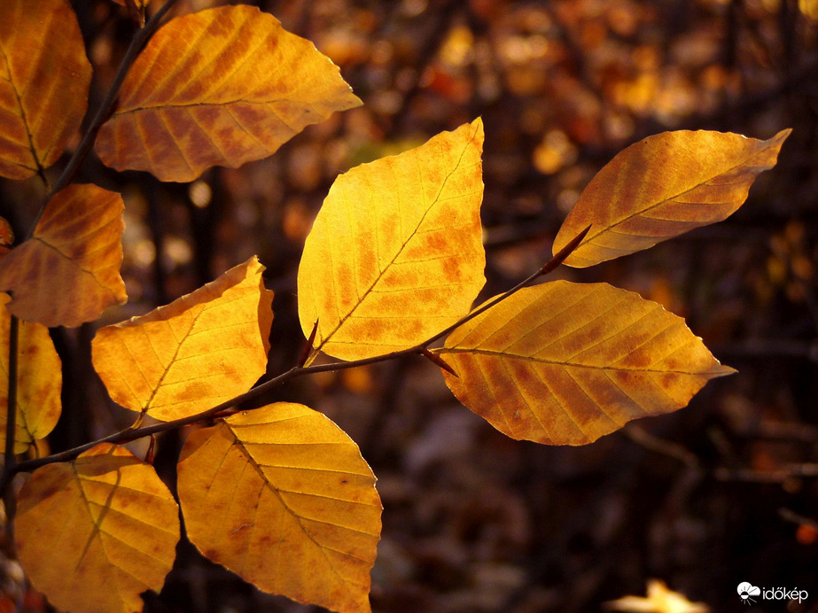 Akadnak még színek 