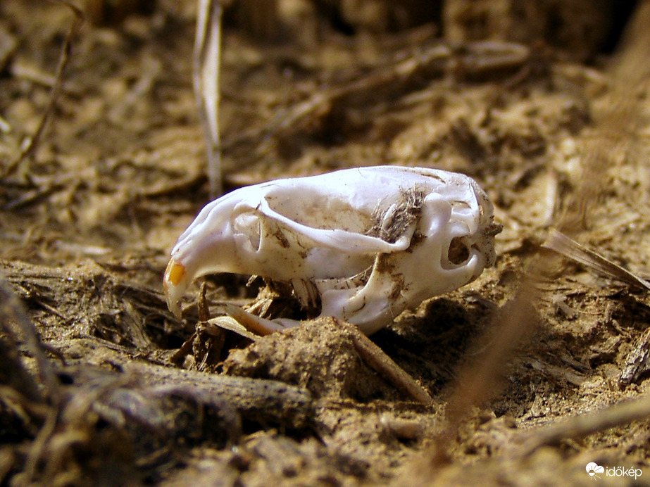 Memento mori 