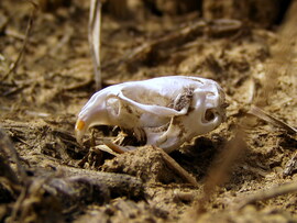 Memento mori 