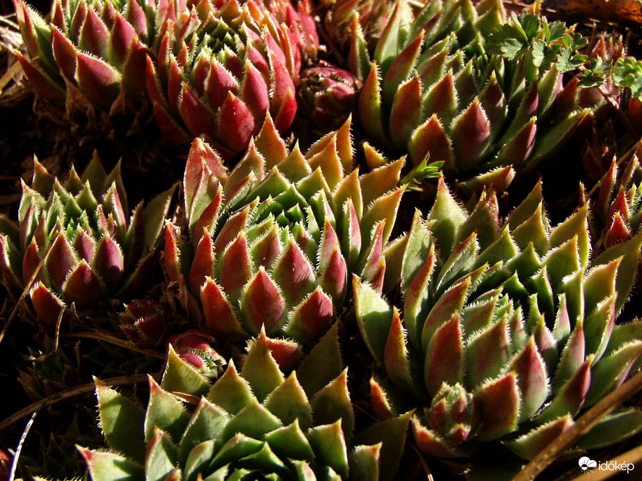 a kövirózsák tavaszi ébredése