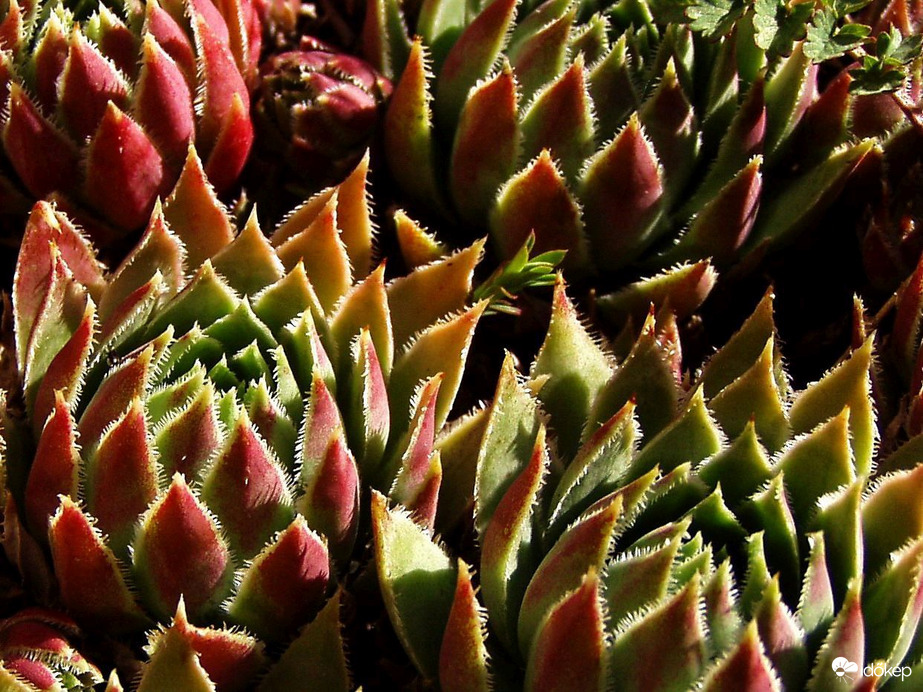 a kövirózsák tavaszi ébredése