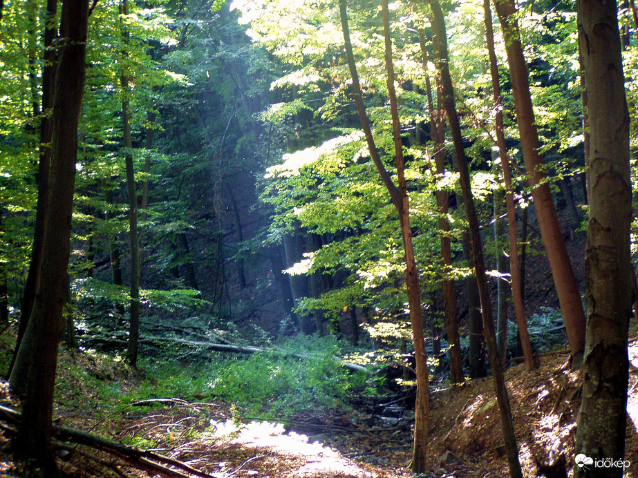 Erdőrészlet 