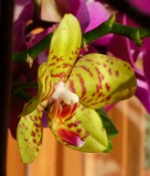 Orchideánk