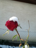 Decemberi rózsa 