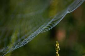 Reggeli cseppecskék