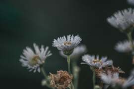 Reggeli cseppecskék