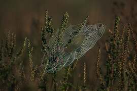 Reggeli cseppecskék