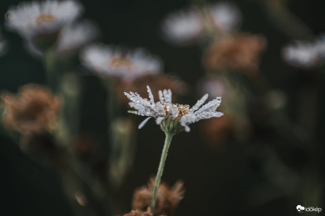 Reggeli cseppecskék