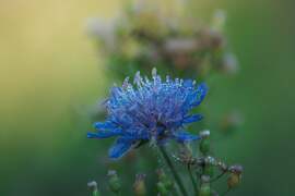 Reggeli cseppecskék