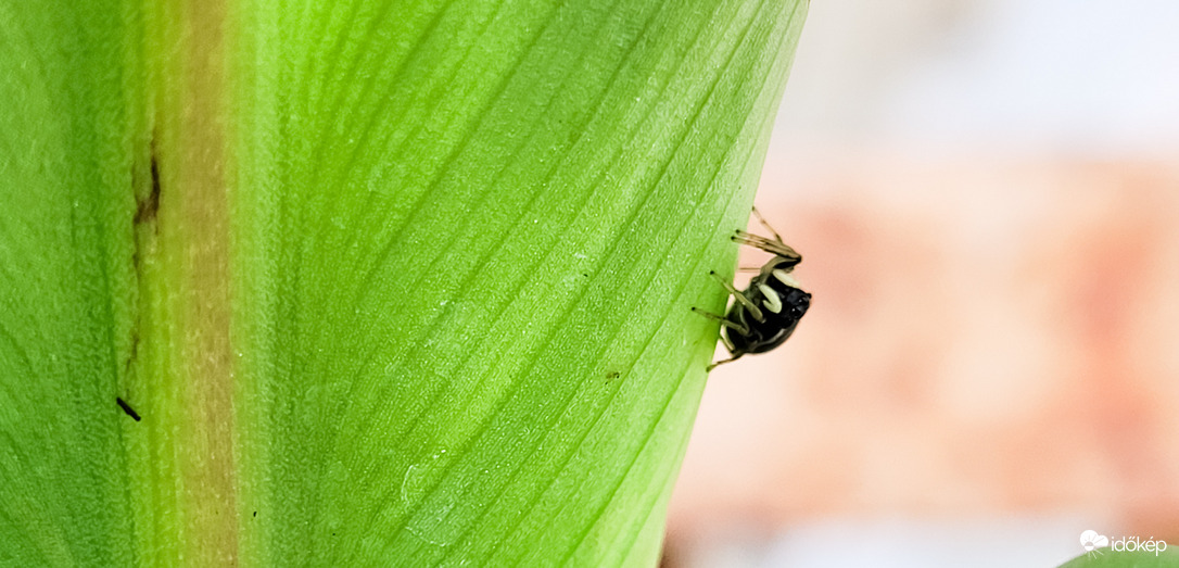 Heliophanus 