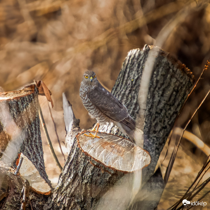 Vége a bulinak megjöttem