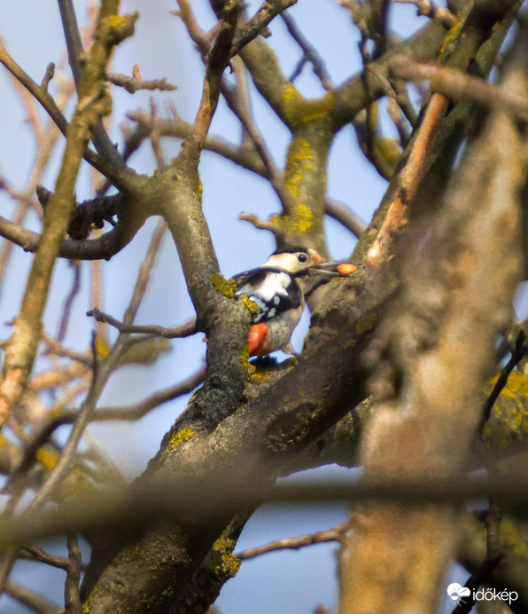 Finom falatnak tűnnik