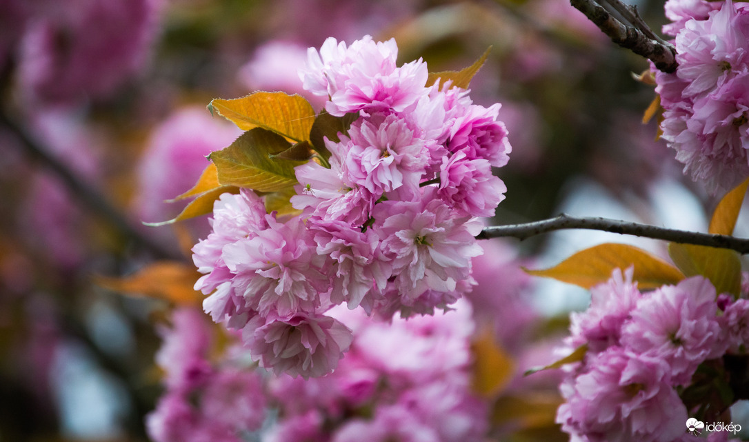 Japán díszcseresznye