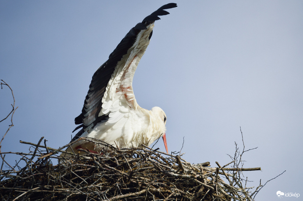 Ekkora békát fogtam