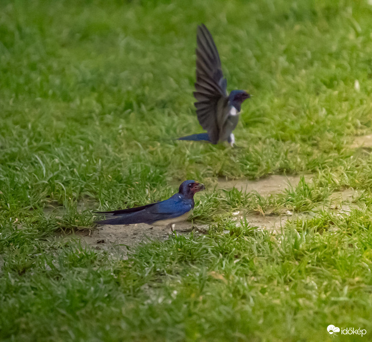 Amikor a kerted fecske barát