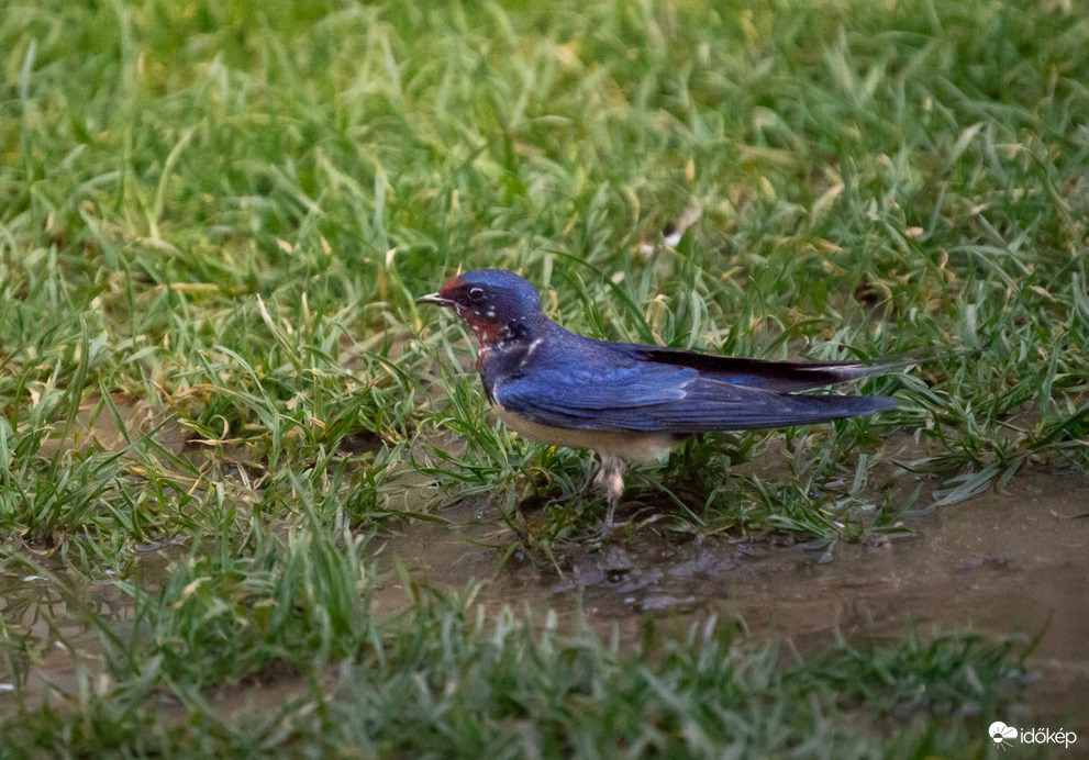 Amikor a kerted fecske barát