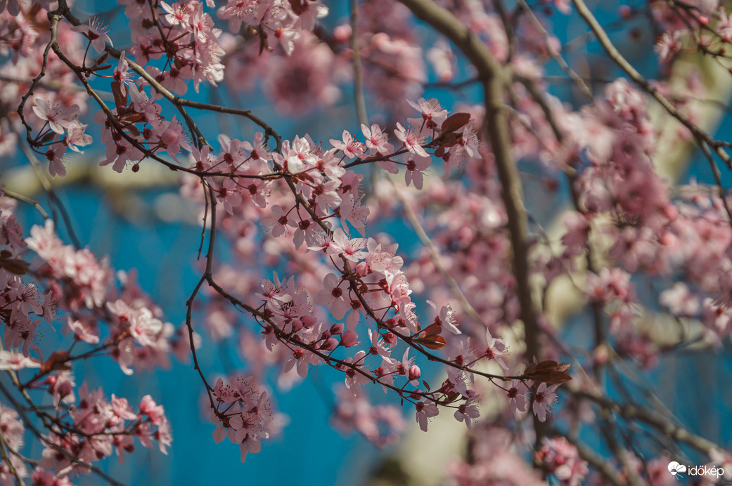 Virág ameddig a szem ellát