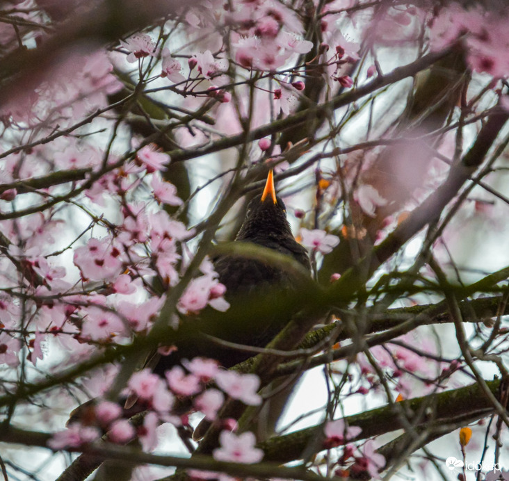 Aki a virágot szereti...