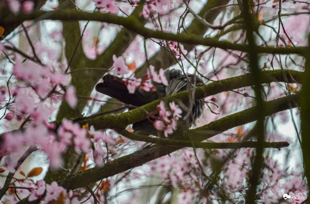 Aki a virágot szereti...