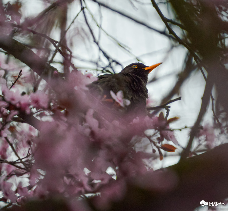 Aki a virágot szereti...