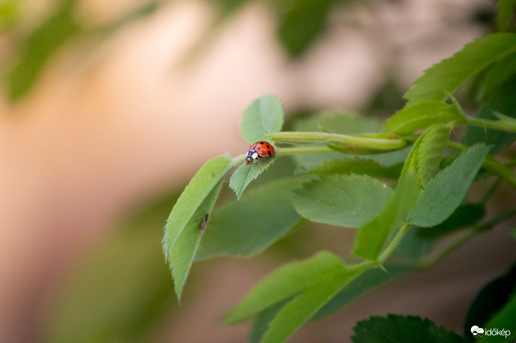 Fincsi levéltetű a reggeli