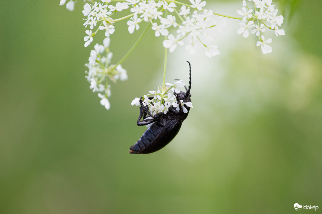 Fekete gyalogcincér