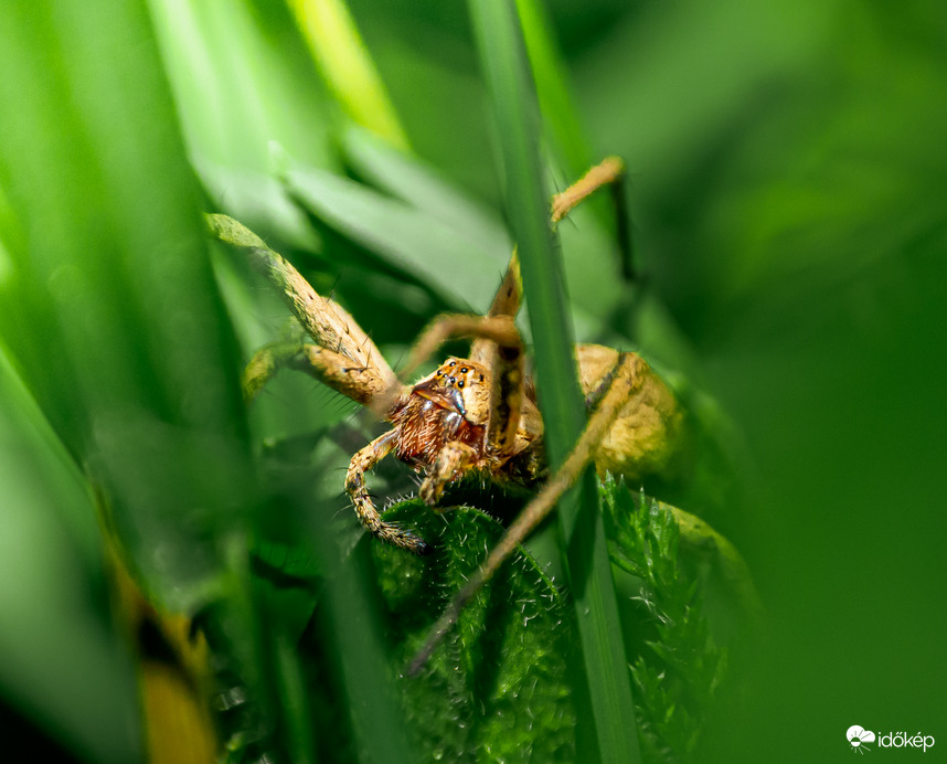 Nézz a szemembe ha hozzád beszélek