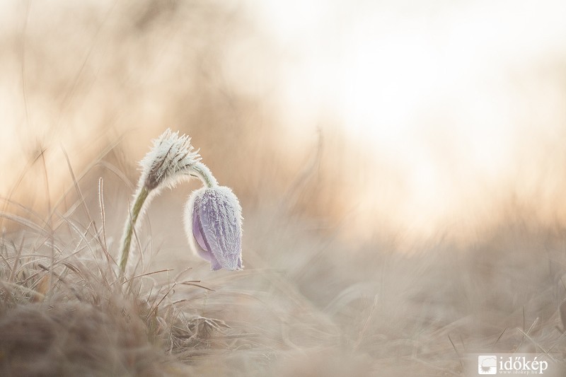 Dóczi Tamás fotója